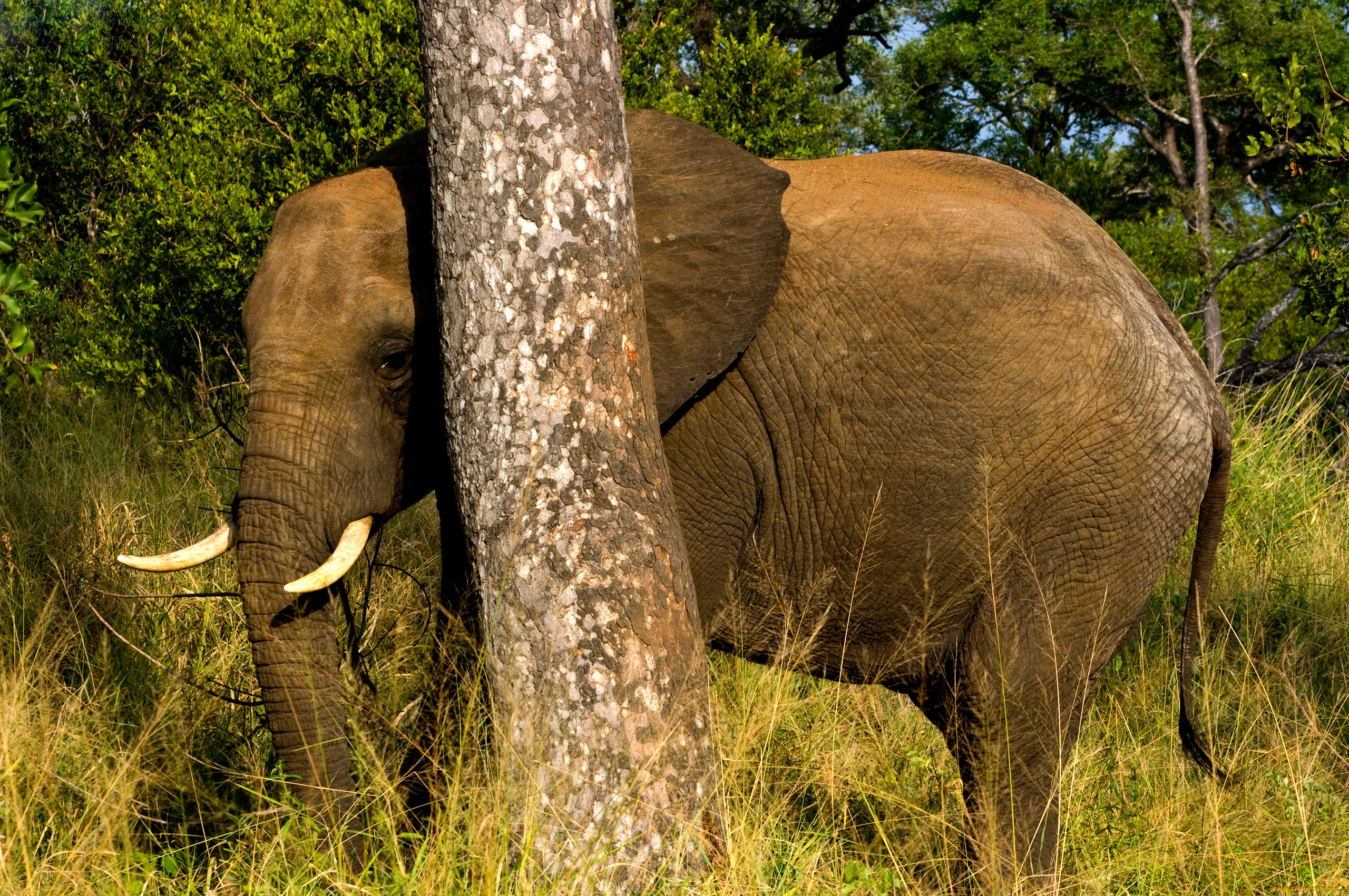 , , , , , , elephant